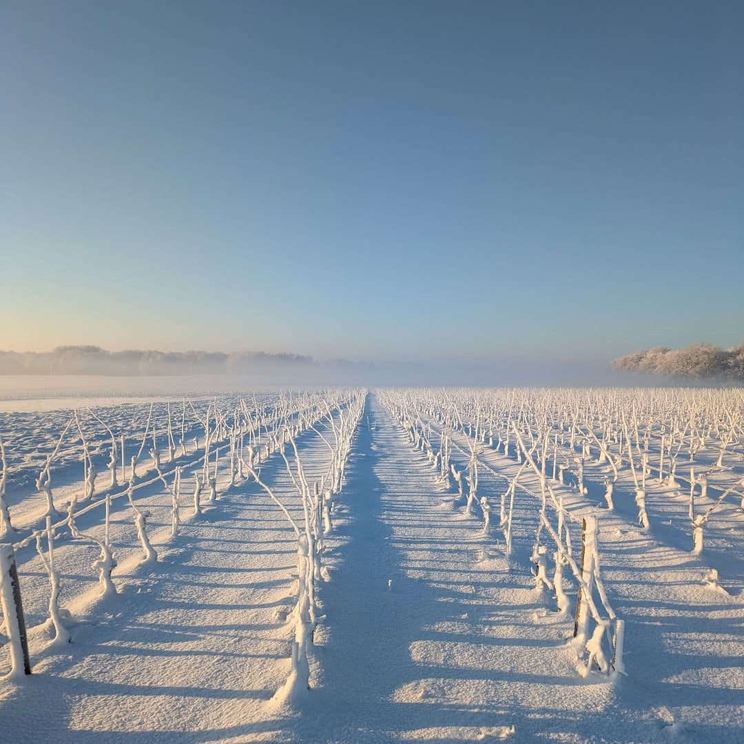 Muscadet 2024 (AOC)