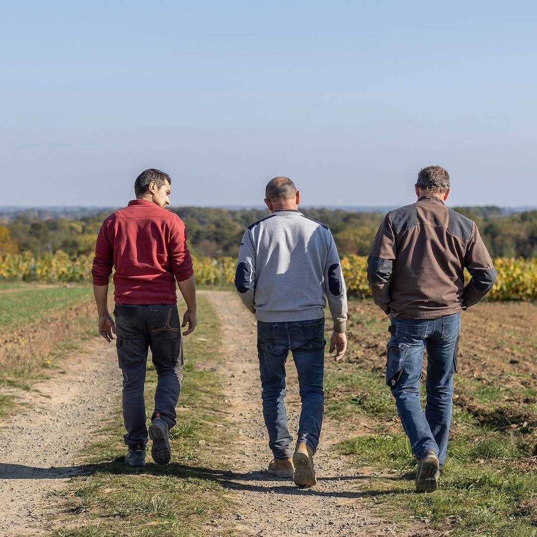 Muscadet 2024 (AOC)