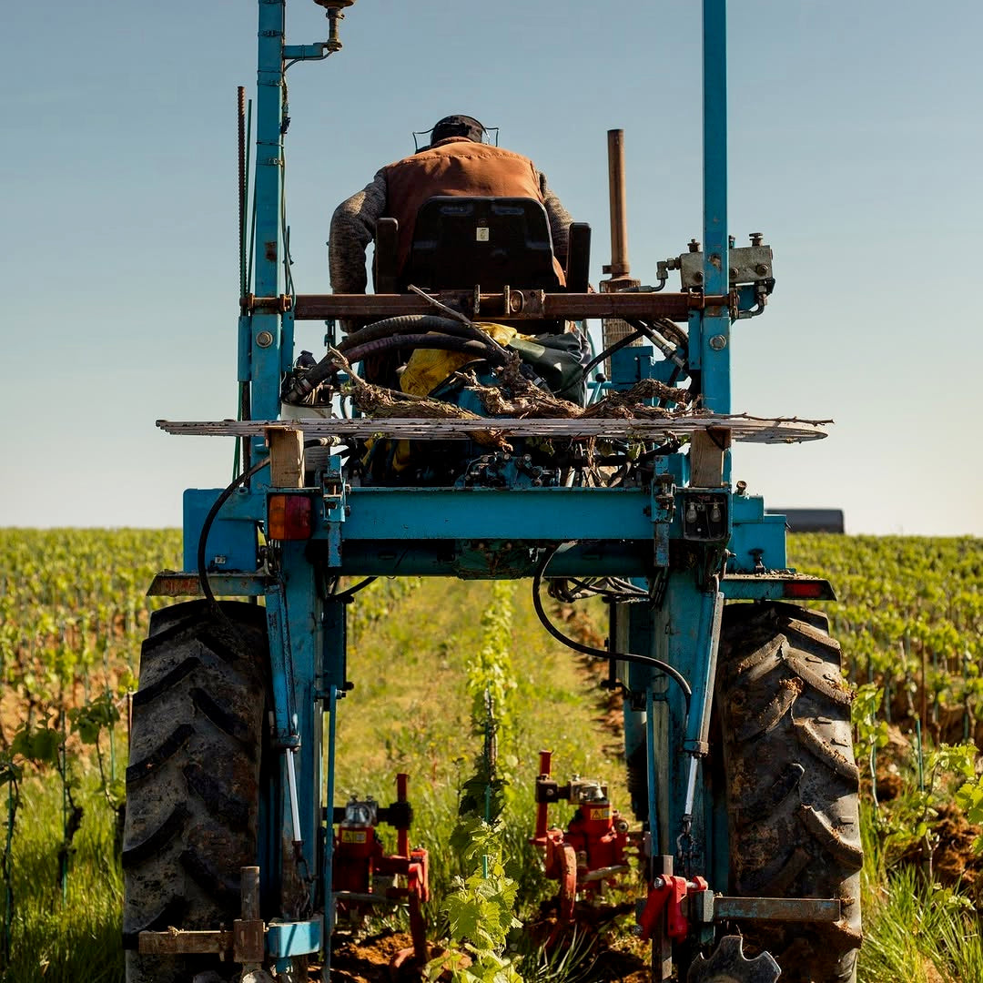 Muscadet 2024 (AOC)