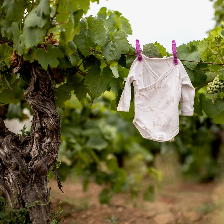 Muscadet 2024 (AOC)