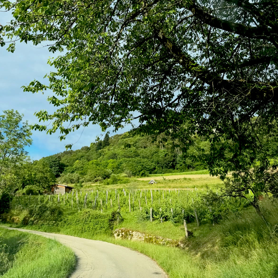 Jaja 2025 (AOC Côtes-du-Jura)