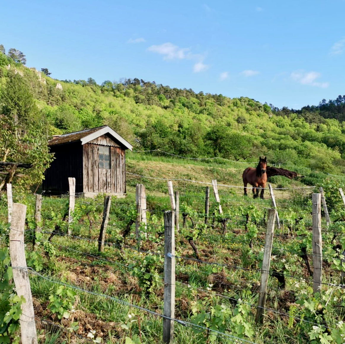 Jaja 2025 (AOC Côtes-du-Jura)