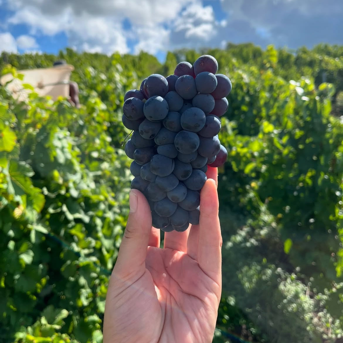 Merci 2025 (Côtes-du-Jura)