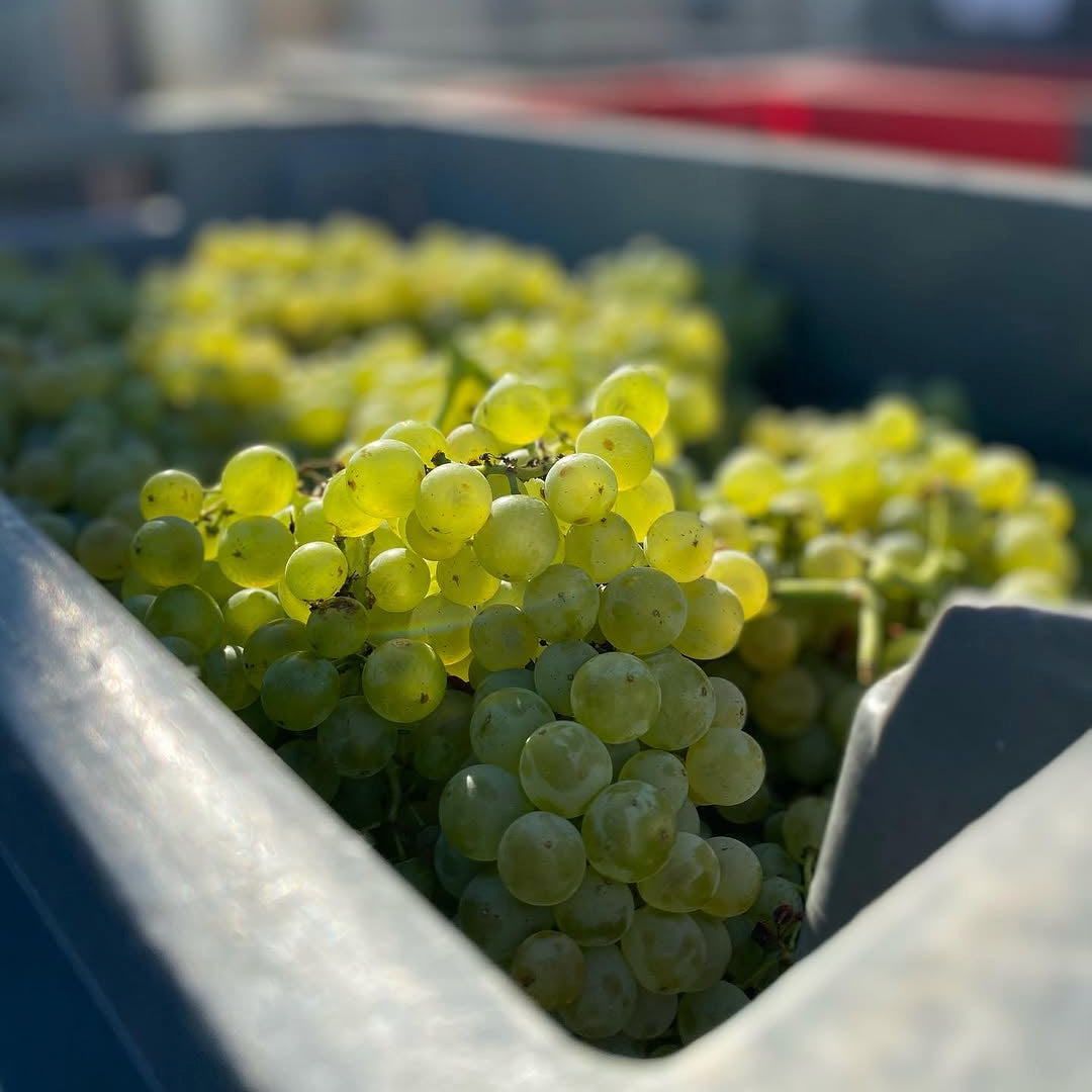 Jajatoès 2025 (Vin de France)