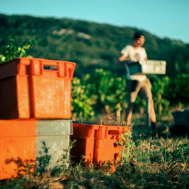 Orange 2024 (Vin de France)