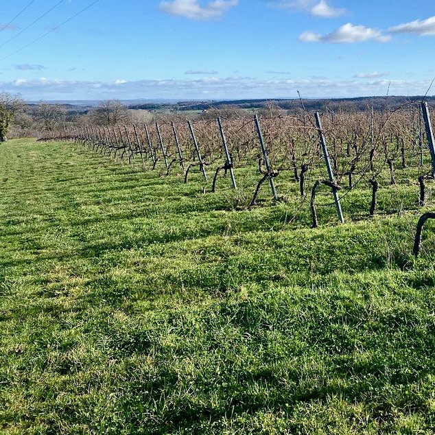  terres de roa - loren tisserand - fontaine - gamay - auvergne - allier - bib bio - cubi bio - let it bib - vin nature - 12 