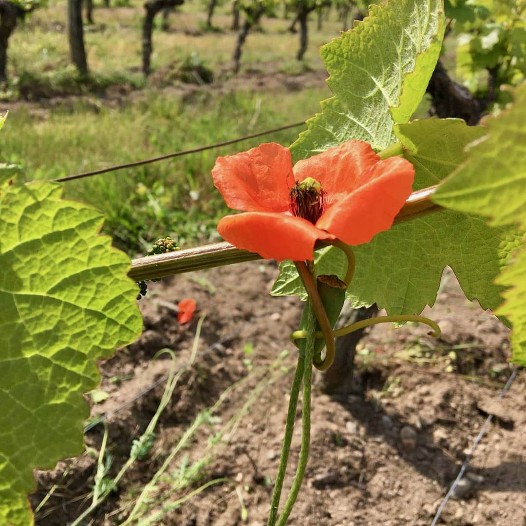  terres de roa - loren tisserand - fontaine - gamay - auvergne - allier - bib bio - cubi bio - let it bib - vin nature - 9 