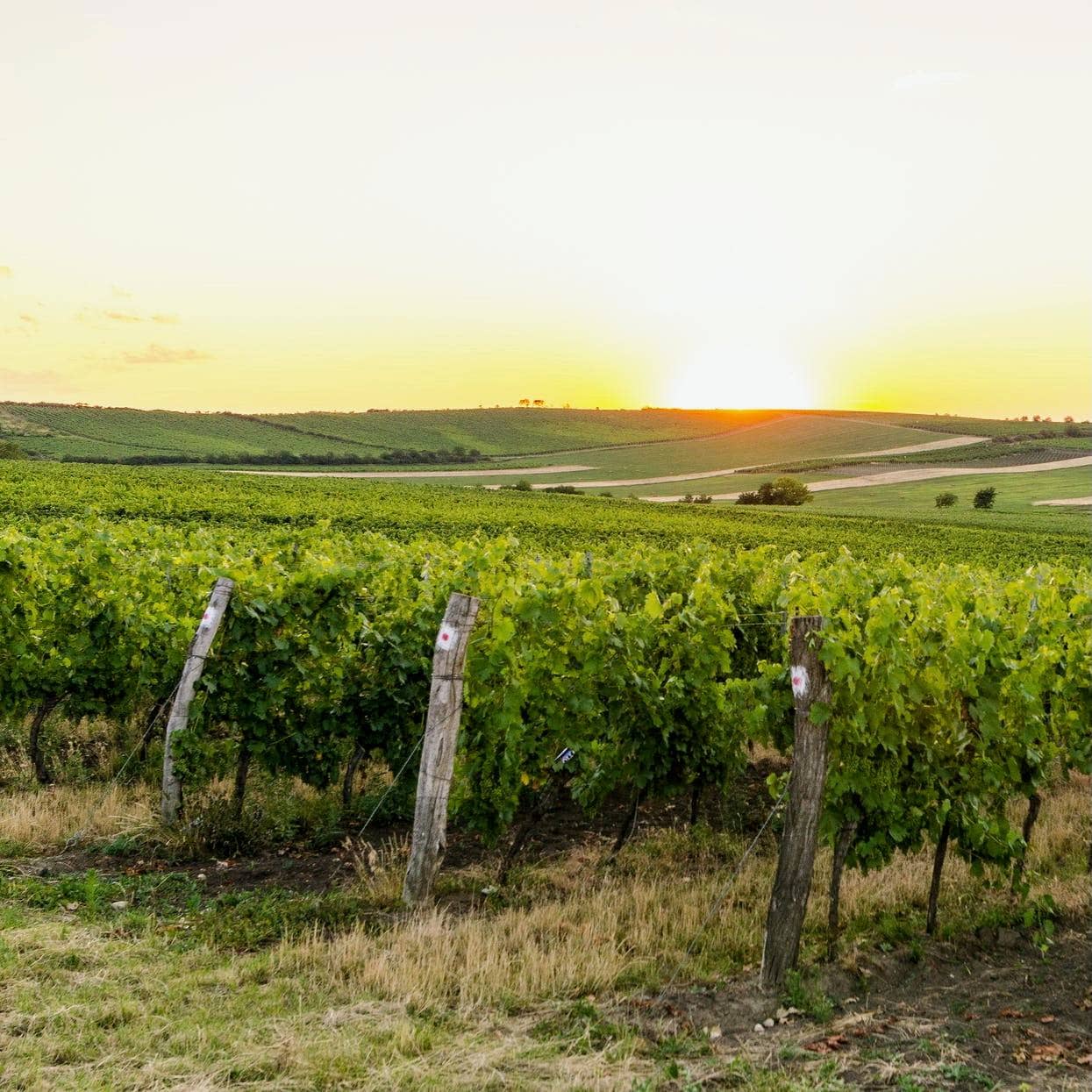 La Boite de Pandore 2021 (AOC Bergerac)